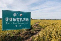 芽芽乐深耕营养主食系列：喂养升级